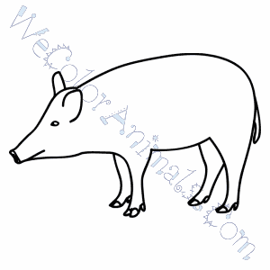 Boar Coloring Pages