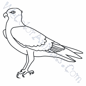 Download Osprey Coloring Pages