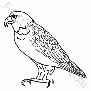 Red Tailed Hawk Coloring Pages