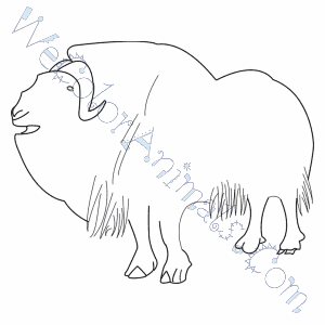 Musk Ox Coloring Pages