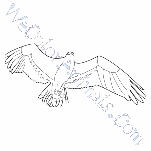Download Osprey Coloring Pages