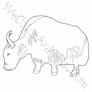 Yak Coloring Pages