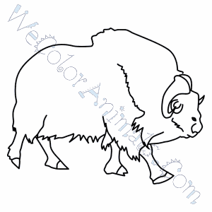 Download Musk Ox Coloring Pages